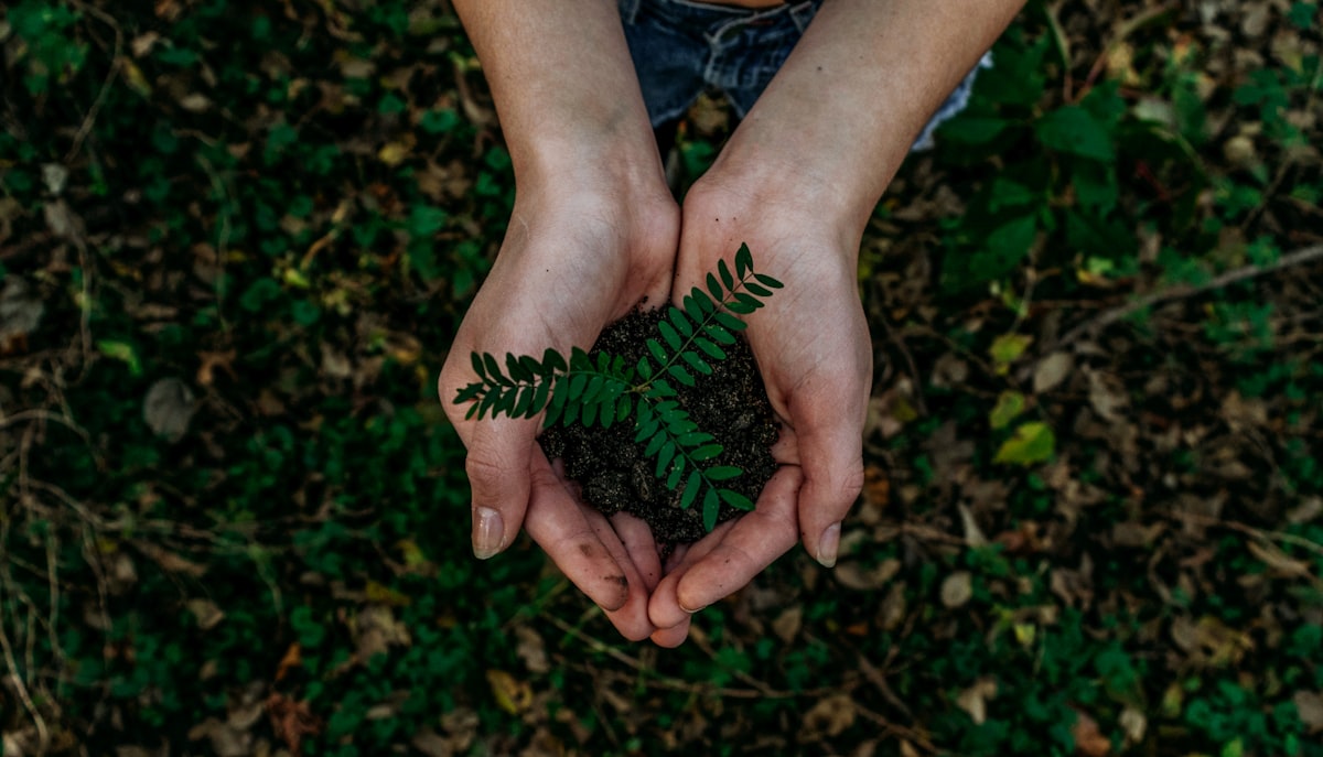 Sustainable eco packaging forest
